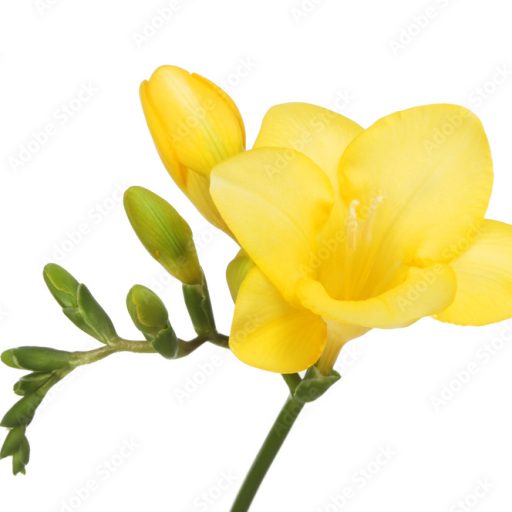 Freesia-ESL